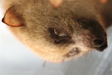 watch falling sex bats give us a glimpse into the weird
