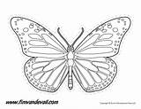 Butterfly Outline Monarch Drawing Line Printable Templates Stencils Shapes Drawings Shape Printables Kids Use Large Timvandevall Silhouettes Prohibited Educational Commercial sketch template