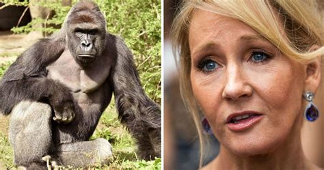 jk rowling forced to clarify that harambe is not a patronus after harry