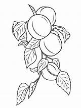 Apricot Coloring Pages Branch Blossom Fruits Drawing Printable sketch template