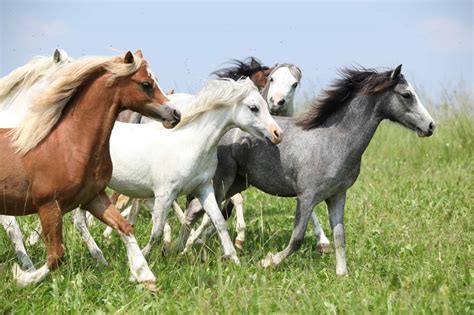 whos  herd leader  depends researchers   horse