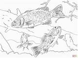 Bass Coloring Pages Smallmouth Supercoloring Printable Fish Striped Adult Choose Board Color Categories Ausmalbilder Fische sketch template