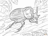 Coloring Pages Beetle Scarabaeus Printable Drawing Color sketch template
