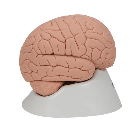 anatomical teaching models plastic human brain models introductory brain model