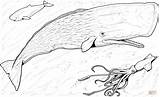 Coloring Whale Sperm Pages Squid Baby Hooked Greater Drawing sketch template