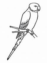Parrot Parakeet Coloring Bird Sketch Pages Para Periquito Colorear Birds Clipart Printable sketch template