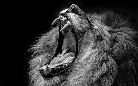picture lion roar teeth head animal black background