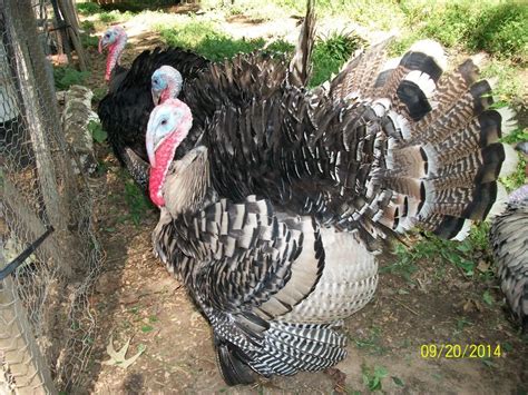 introduction to raising turkeys backyard chickens