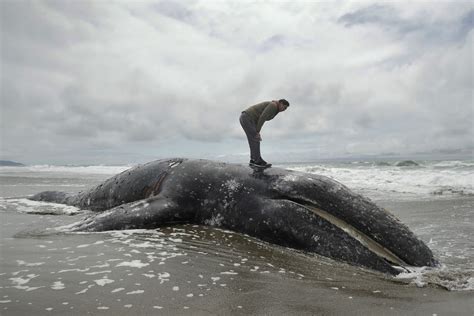 space  put dead grey whales washing ashore  authorities