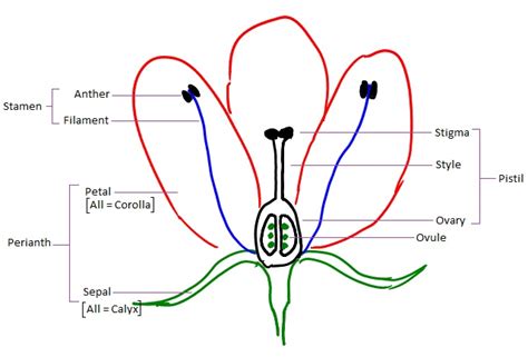 flower parts parts  flower diagram   flowers  parts   flowers  parts