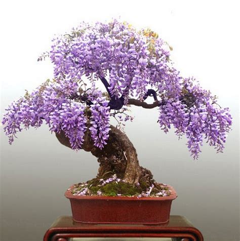 wisteria bonsai seeds pcs pure bonsai