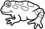 Toad Colouring Downloaded sketch template