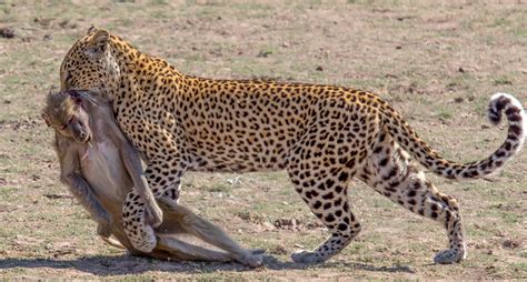 das taegliche afrikanische drama foto bild tiere wildlife
