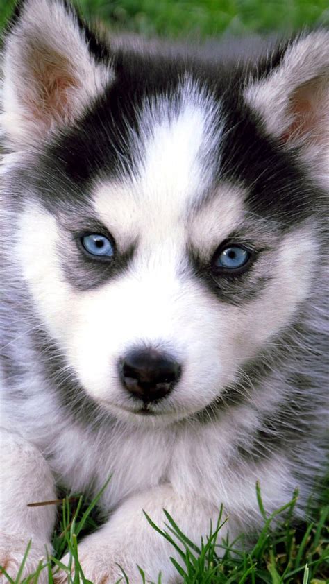 alaska view alaskan husky dog blue eyes beautiful husky background