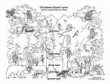 Coloring Forest Layers Giant Animals Poster Activity Build sketch template