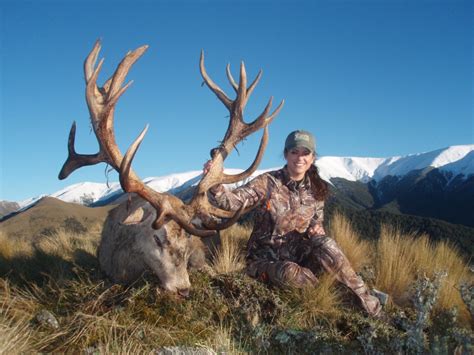 red stag   inches   seasons safaris  zealand