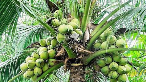 shiatoshi   grow coconut trees