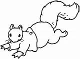 Squirrel Coloring Pages Running Animals sketch template