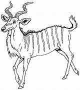 Kudu Coloring Pages Janbrett Mural Antelope Hhl sketch template