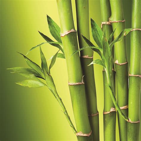 photo bamboo   jooinn