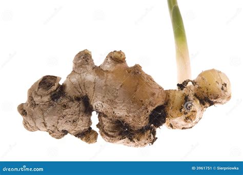 fresh ginger root plant stock image image  fleshly