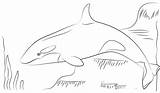 Whale Adorable sketch template