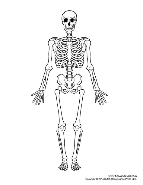printable human skeleton diagram labeled unlabeled  blank