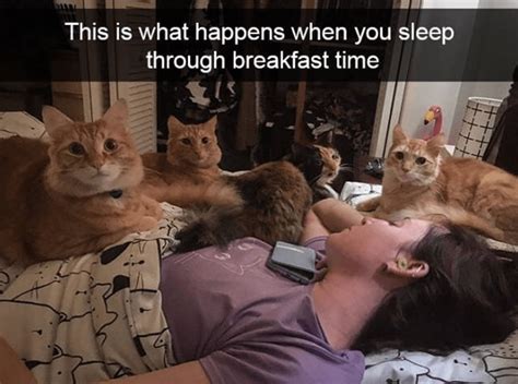 twenty four catnip laced caturday memes funny cats