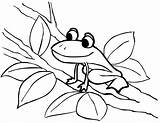 Frog Coloring Color Pages Kids Drawing Frogs Printable Coqui Tree Blank Clipart Print Cycle Sheet Colorear Drawings Para Panda Clipartpanda sketch template