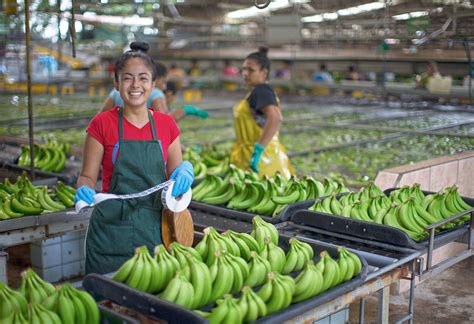 Exportaciones Bananeras Alcanzaron 120 Millones De Cajas En 2019 – Corbana