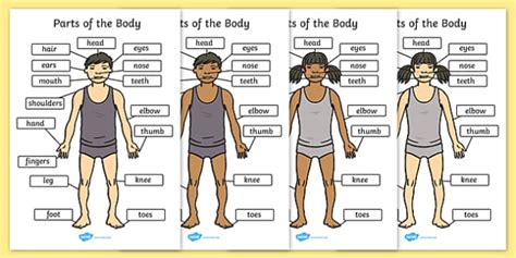 body  labels human body labelled  twinkl