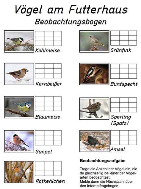 vogelbeobachtungsbogen zum ausdrucken medienwerkstatt