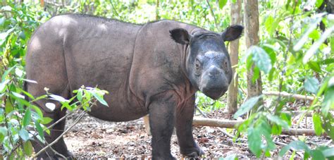 sumatran rhino sanctuary  happy prawn  community