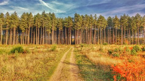 thetford forest england oc   rearthporn