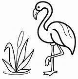 Flamant Fenicottero Pres Flamingos sketch template