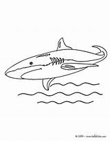 Shark Coloring Mako Pages Hellokids Shortfin Sea Color Print Animals Animal Creatures Marine Google sketch template
