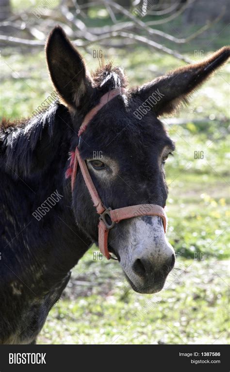 donkey ears image photo  trial bigstock