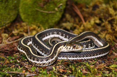 long thought extirpated northern mexican garter snake discovered