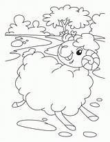 Coloring Pages Sheep Popular sketch template
