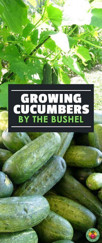grow massive cucumbers at home for pennies growing cucumbers fall