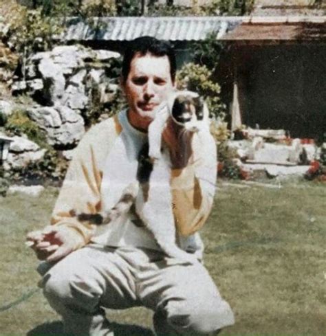 omg queen s frontman freddie mercury was also the king of adopting cats omg blog