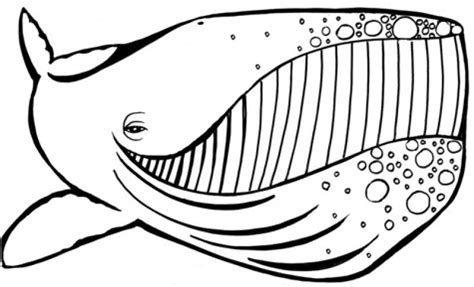 humpback whale coloring pages letscoloritcom whale coloring pages
