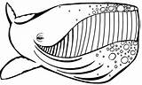 Coloring Pages Whale Colouring Humpback Letscolorit Animal Whales Animals Printable Style sketch template