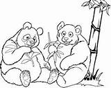 Pandas Two Coloring Sweet Funny sketch template