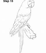 Macaw Coloring Pages Getcolorings Printable Print Getdrawings Color sketch template