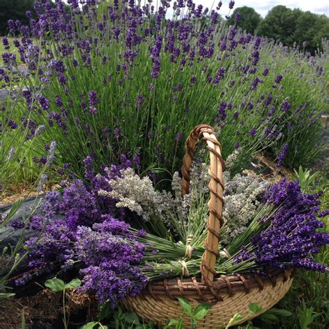 growing lavender moore manor lavender