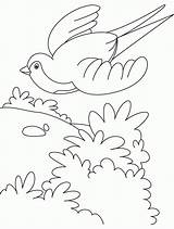 Swallow Bestcoloringpages sketch template