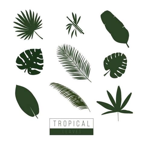 palm leaf illustrations royalty  vector graphics clip art