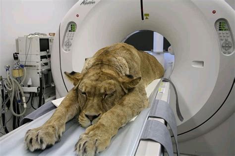 routine cat scan rfunny