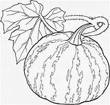 Legumes Melon Zucche Zucca Disegno Autunno Ornamentali Deau Foglie Mamietitine Beau Enfants Disegnare Légumes 1001 Decorare Pencil sketch template